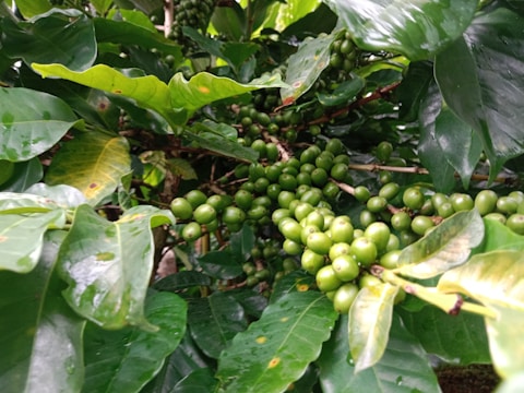A cluster of green, unripe coffee cherries growing on a branch surrounded by lush, glossy leaves. The leaves display various shades of green, with some showing signs of water droplets.