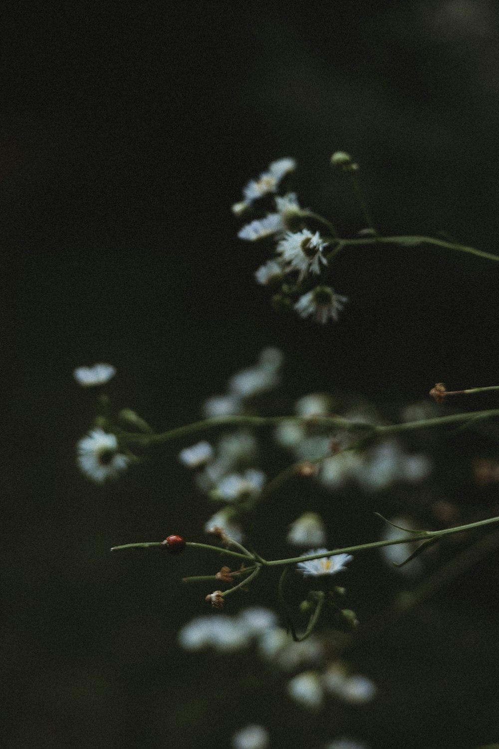 a bunch of white flowers on a tree branch