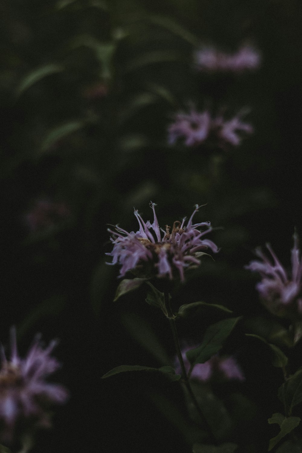 a bunch of flowers that are in the grass