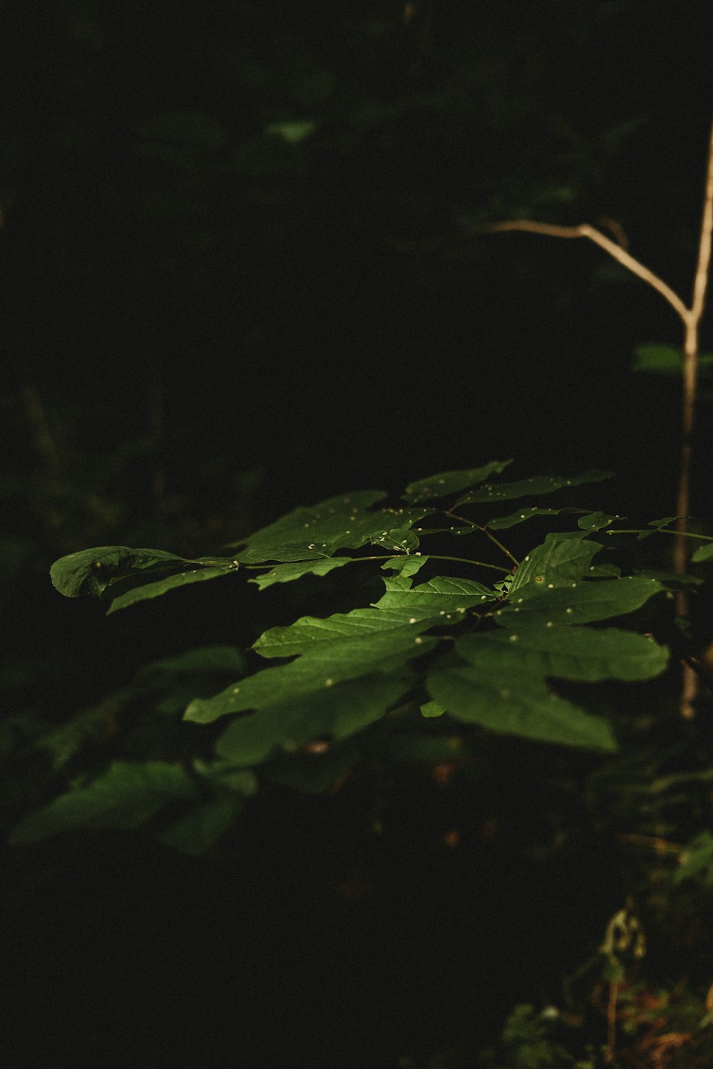 a green leaf in the middle of a dark forest