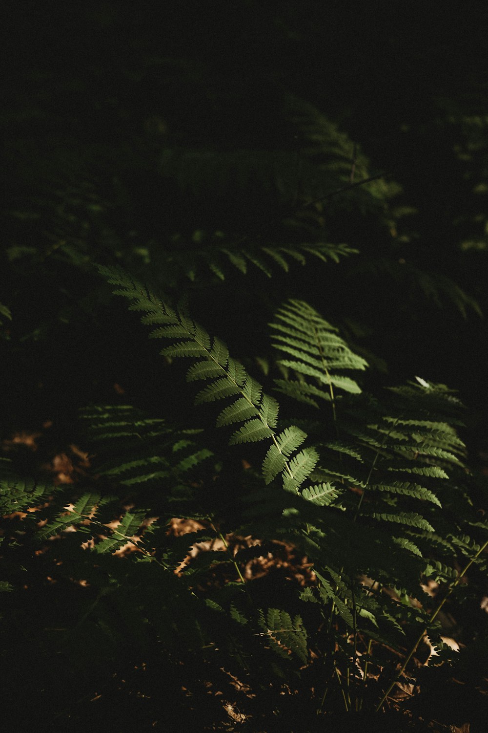 a close up of a fern in the dark