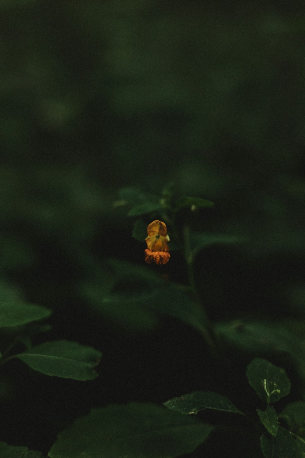 a small orange flower sitting on top of a green plant