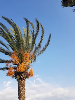 A tall palm tree with vibrant orange fruits or flowers near the top, set against a clear blue sky with a few wispy clouds. The fronds of the palm tree are fanning outwards, displaying a lush, green color.