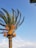 A tall palm tree with vibrant orange fruits or flowers near the top, set against a clear blue sky with a few wispy clouds. The fronds of the palm tree are fanning outwards, displaying a lush, green color.
