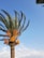 A tall palm tree with vibrant orange fruits or flowers near the top, set against a clear blue sky with a few wispy clouds. The fronds of the palm tree are fanning outwards, displaying a lush, green color.