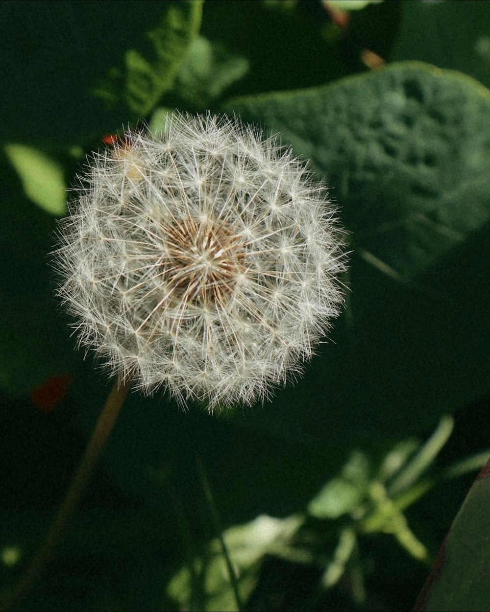 a close up of a dandelion in a field