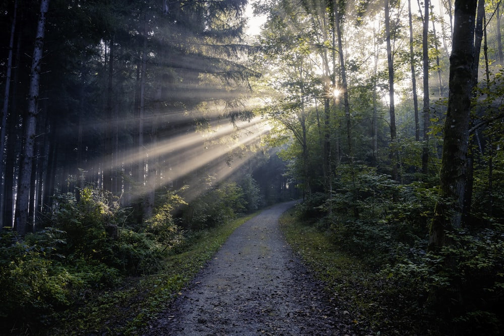 Il sole splende tra gli alberi della foresta