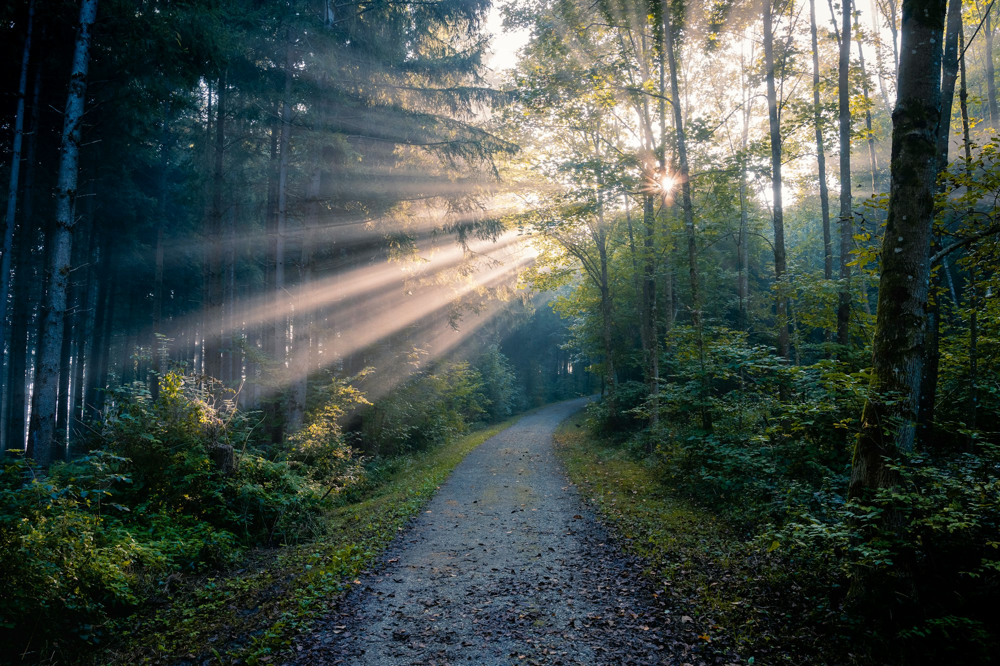 the sun shines through the trees in the forest