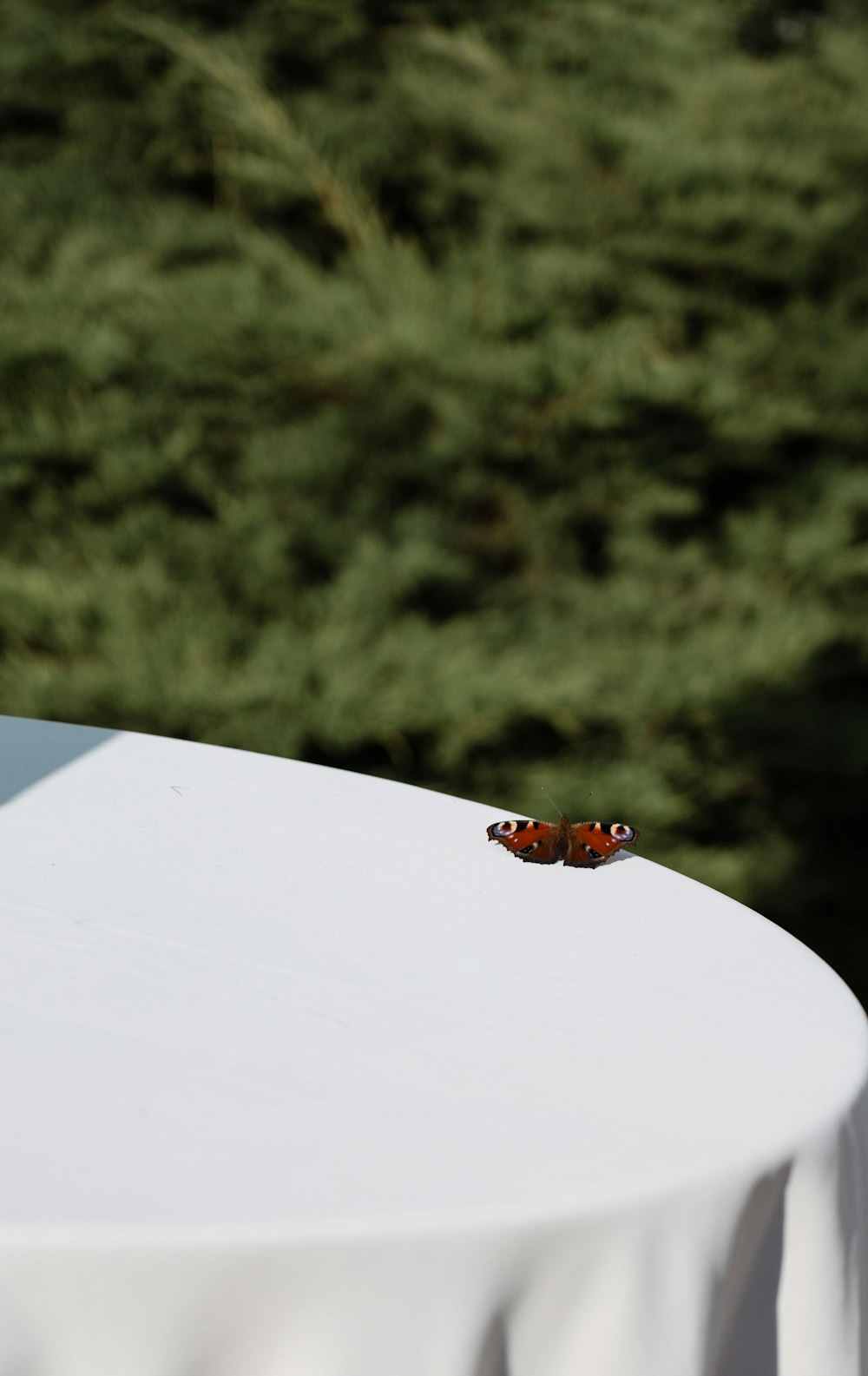 a small butterfly sitting on top of a white table