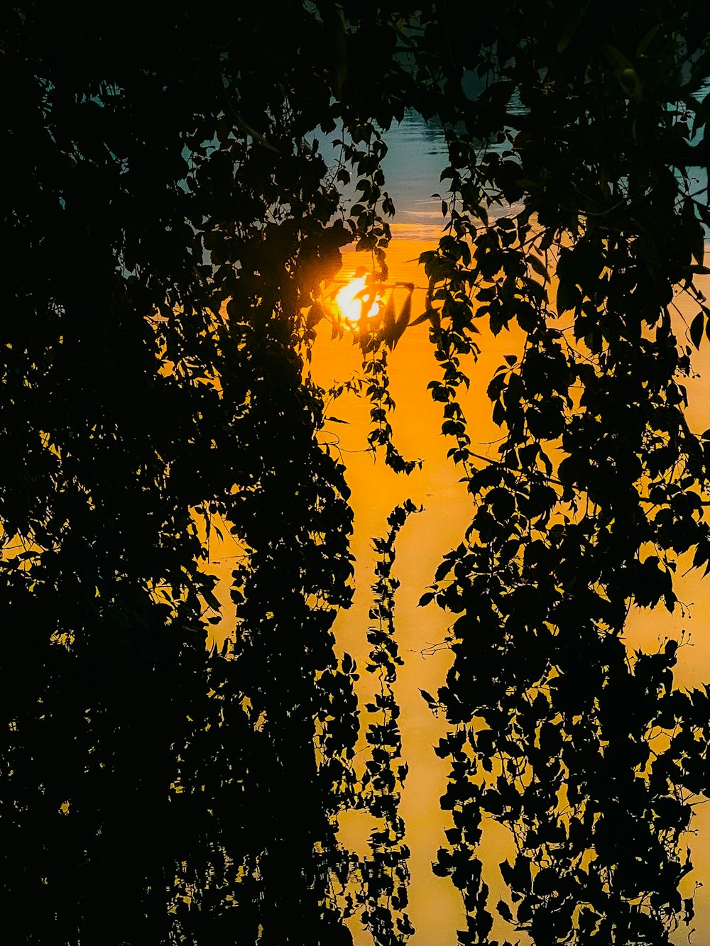 木の葉の間から太陽が輝いている