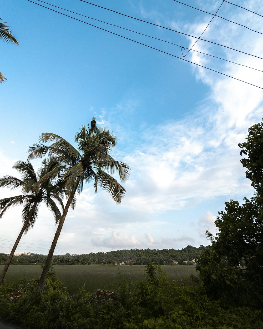 a couple of palm trees sitting on the side of a road