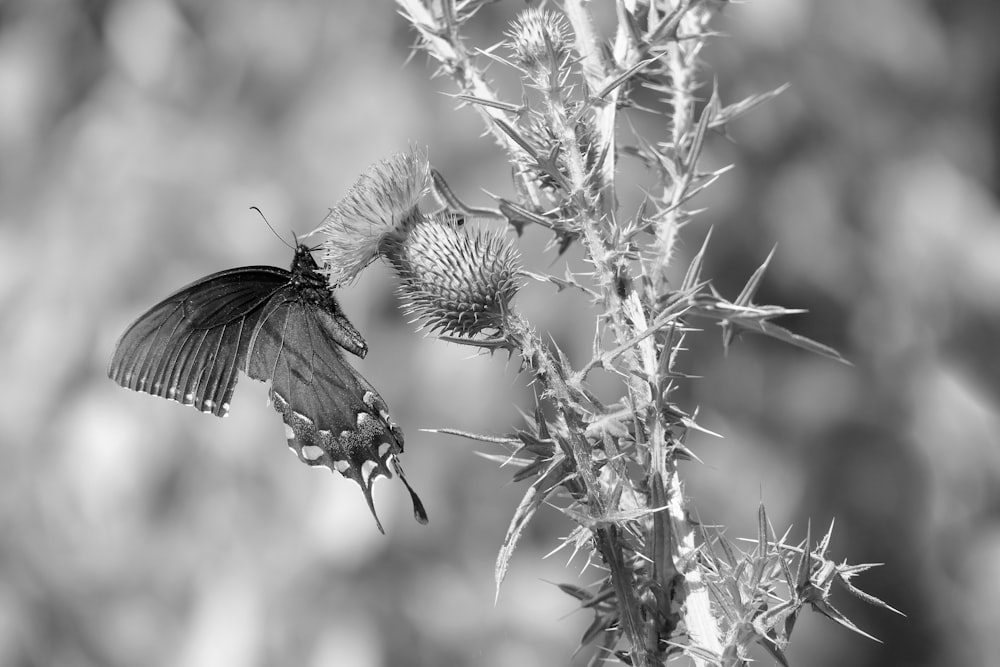 a black and white photo of a butterfly on a plant