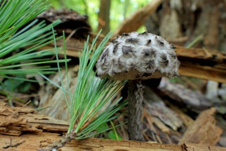 Close-up of lion's mane mushrooms growing in a controlled environment.