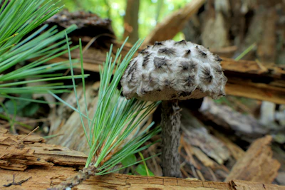A detailed shot of mycelium spreading through a substrate in a controlled environment.