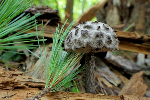 Close-up of lion's mane mushrooms growing in a controlled environment.