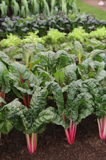 A lush vegetable garden featuring vibrant Swiss chard with deep green leaves and bright pink stems in the foreground. Behind them, rows of various leafy greens such as lettuce and possibly spinach or other dark green vegetables are visible.