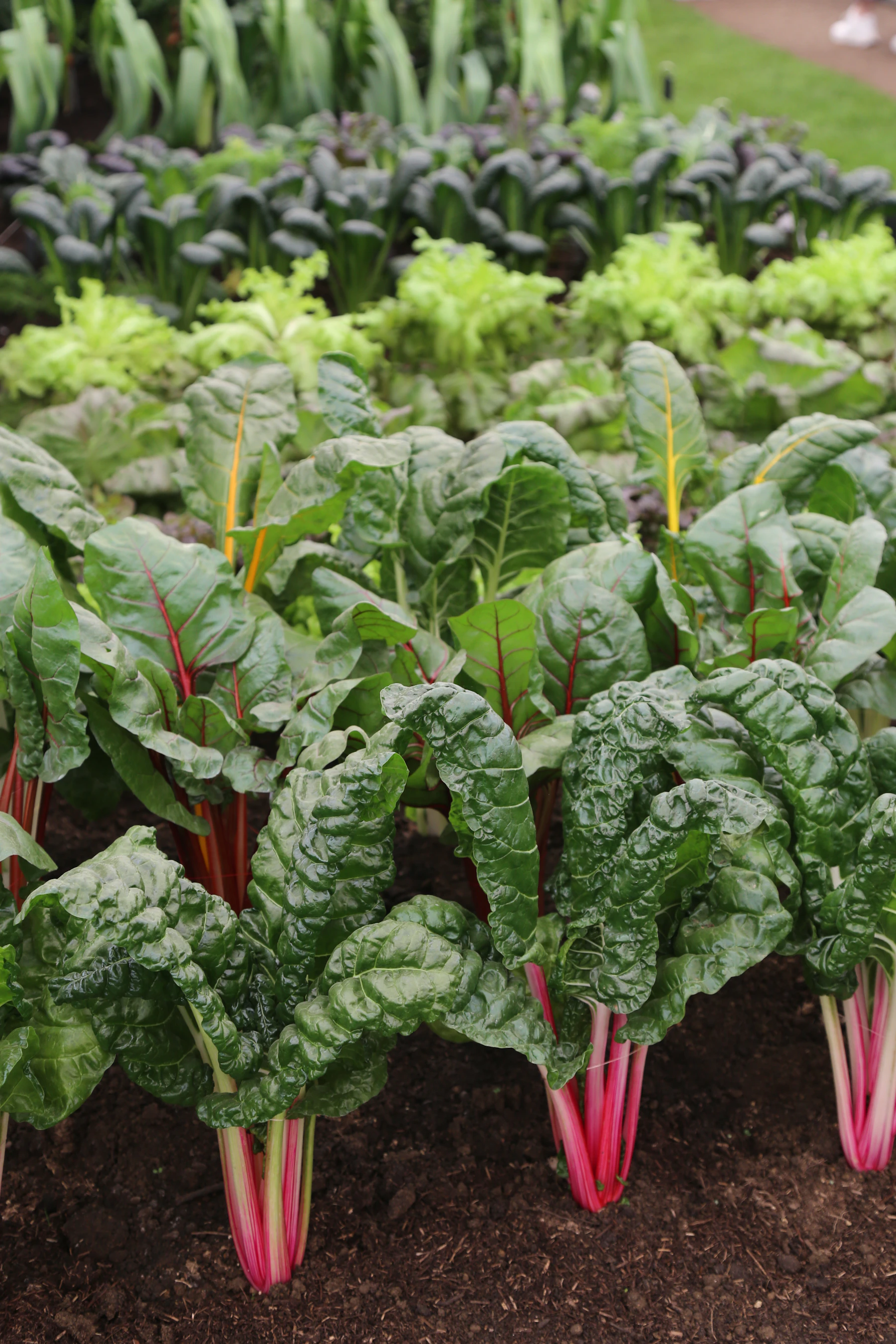 A garden filled with lots of green leafy plants
