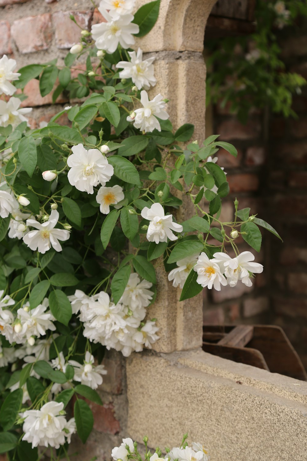 a bunch of white flowers growing on a brick wall