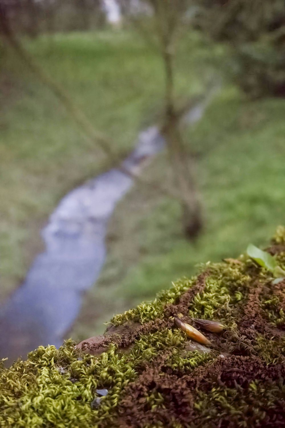 a close up of a mossy surface with a stream in the background