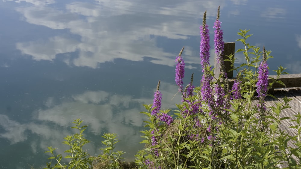 purple flowers are blooming on the shore of a lake