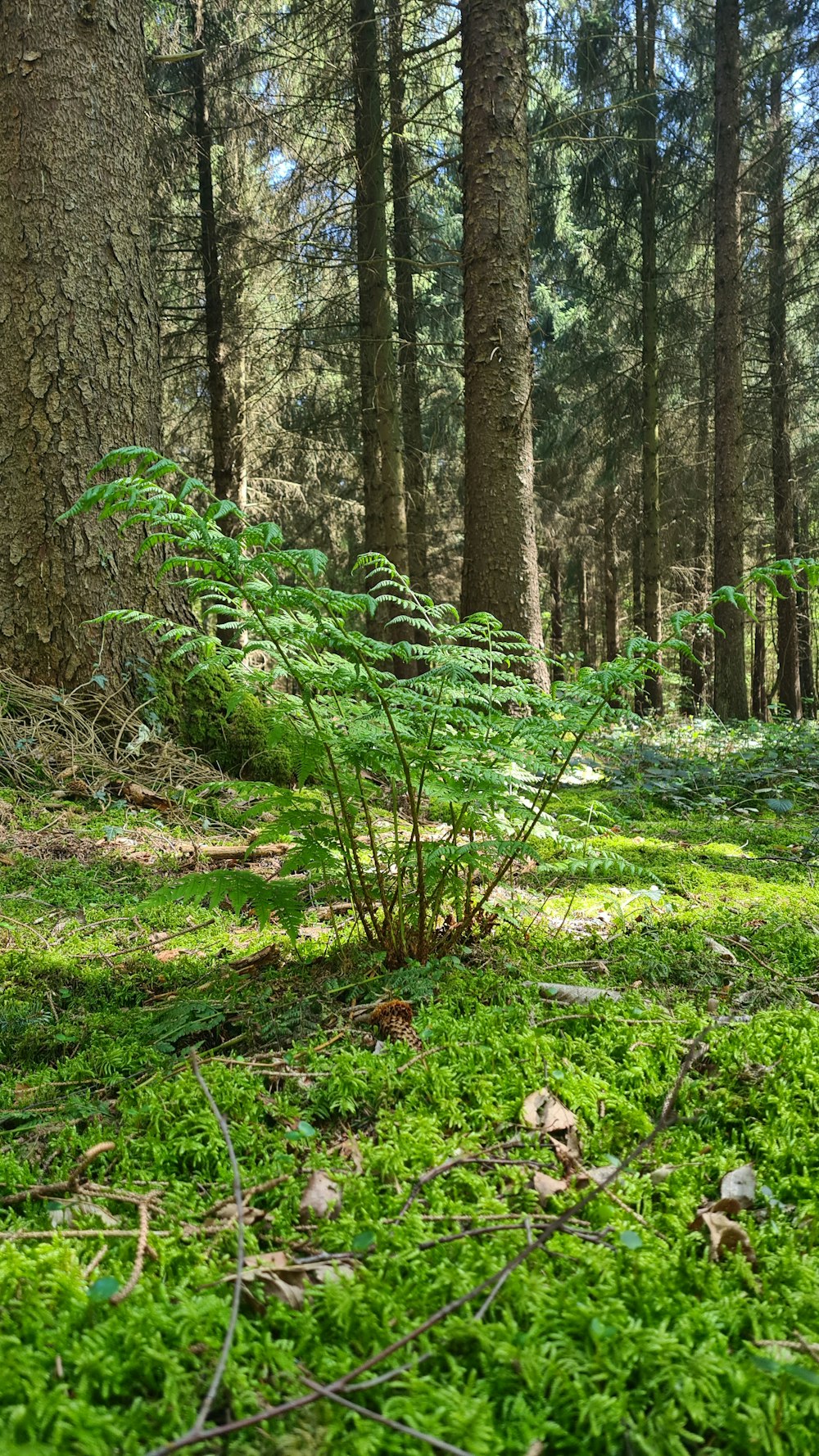 a small tree in the middle of a forest