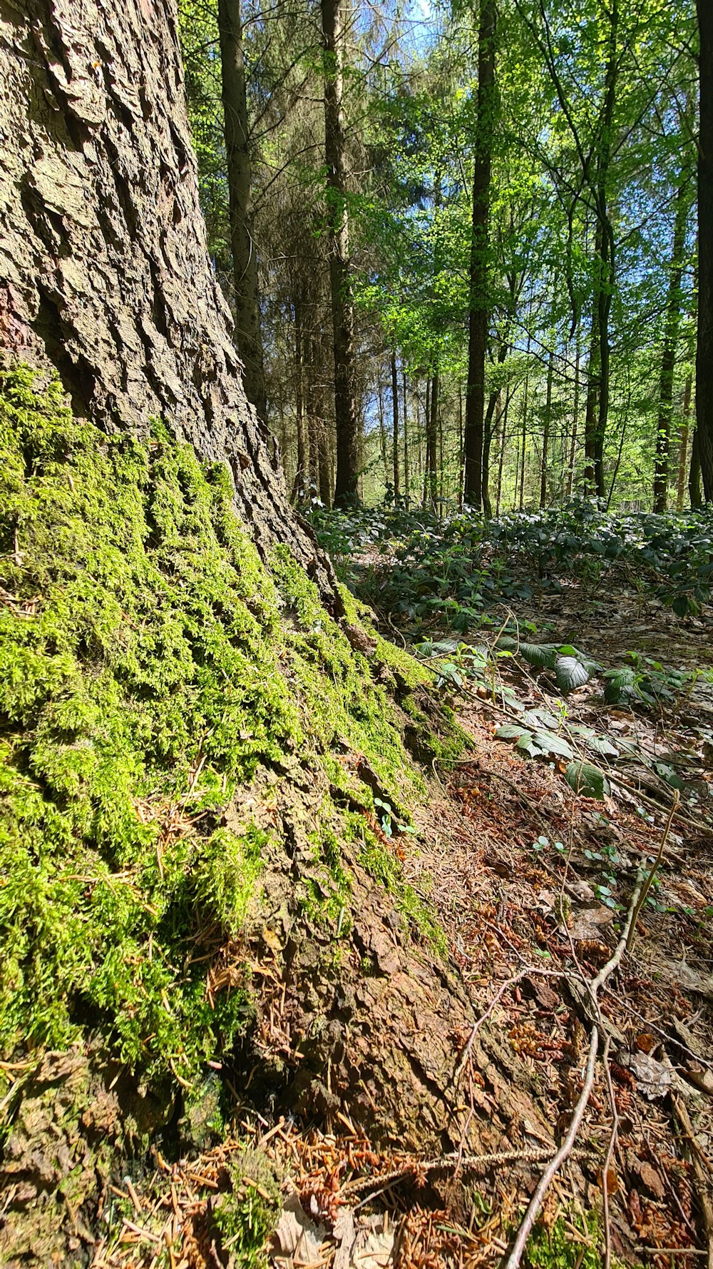 a moss covered tree trunk in a forest