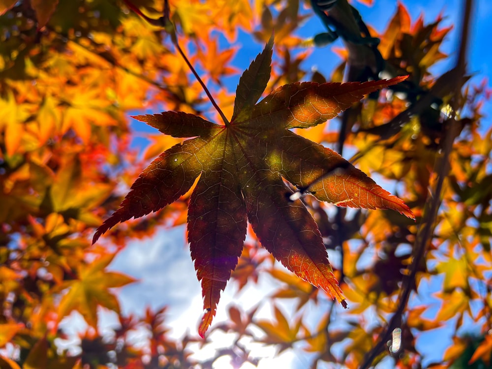 a leaf that is on a tree in the sun