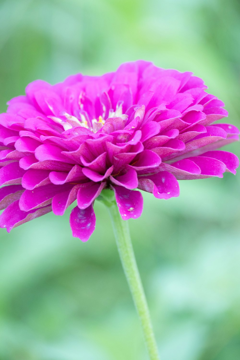 a close up of a pink flower with a blurry background