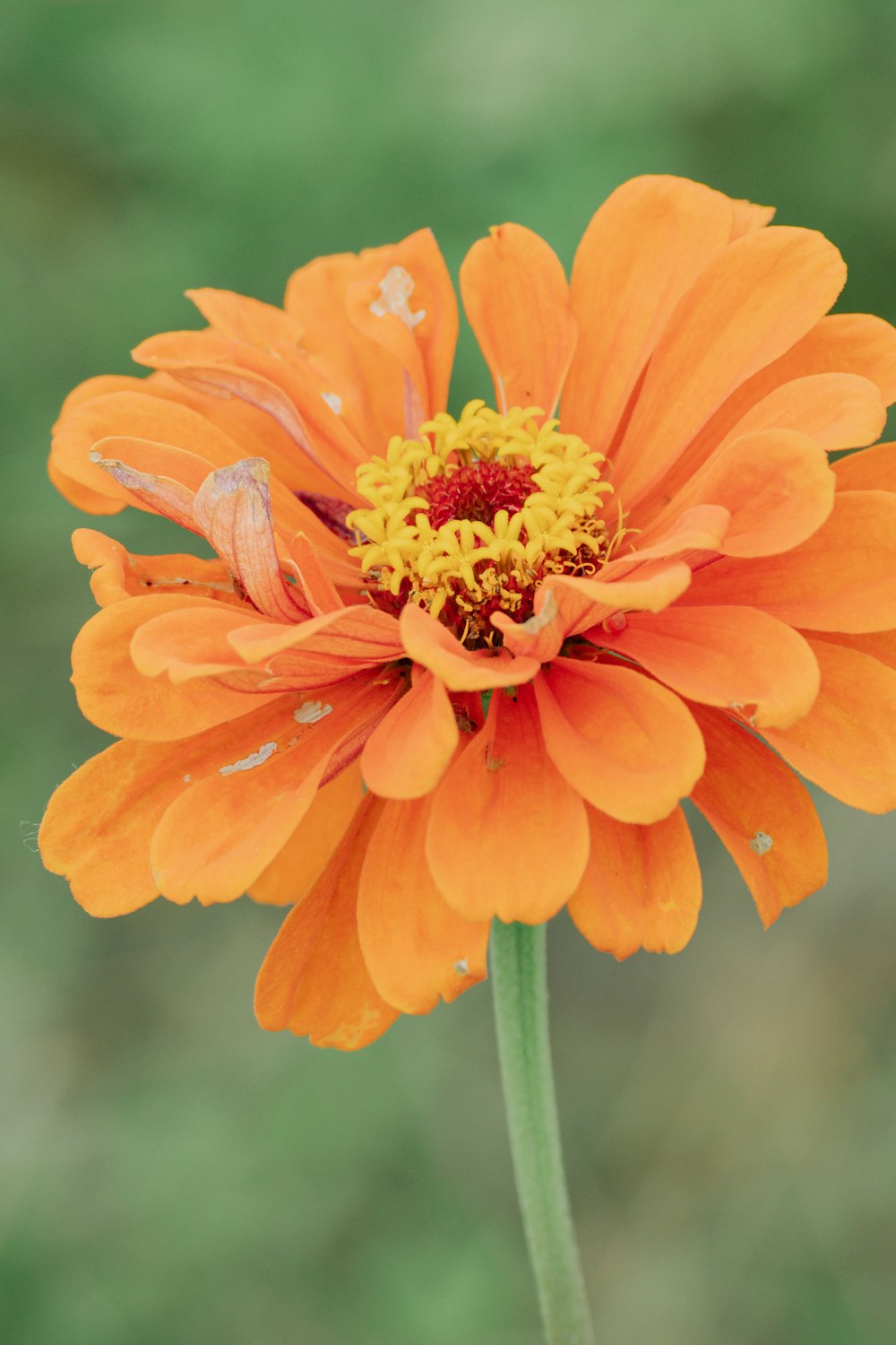 an orange flower with a green background