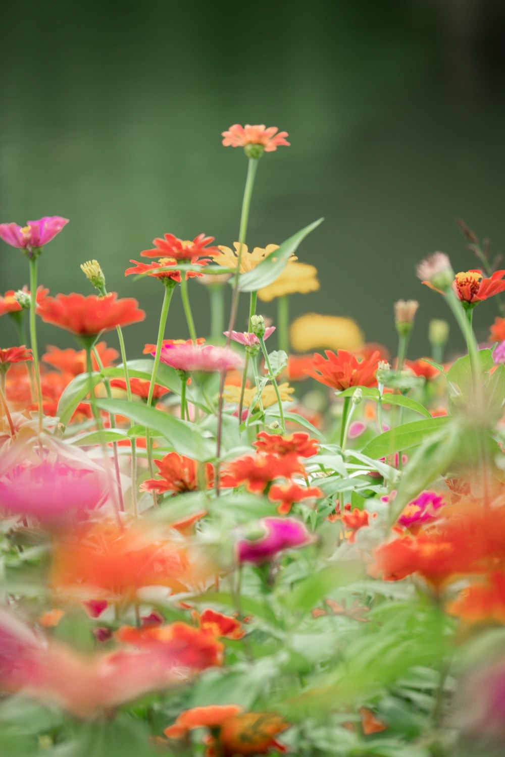 a bunch of flowers that are in the grass