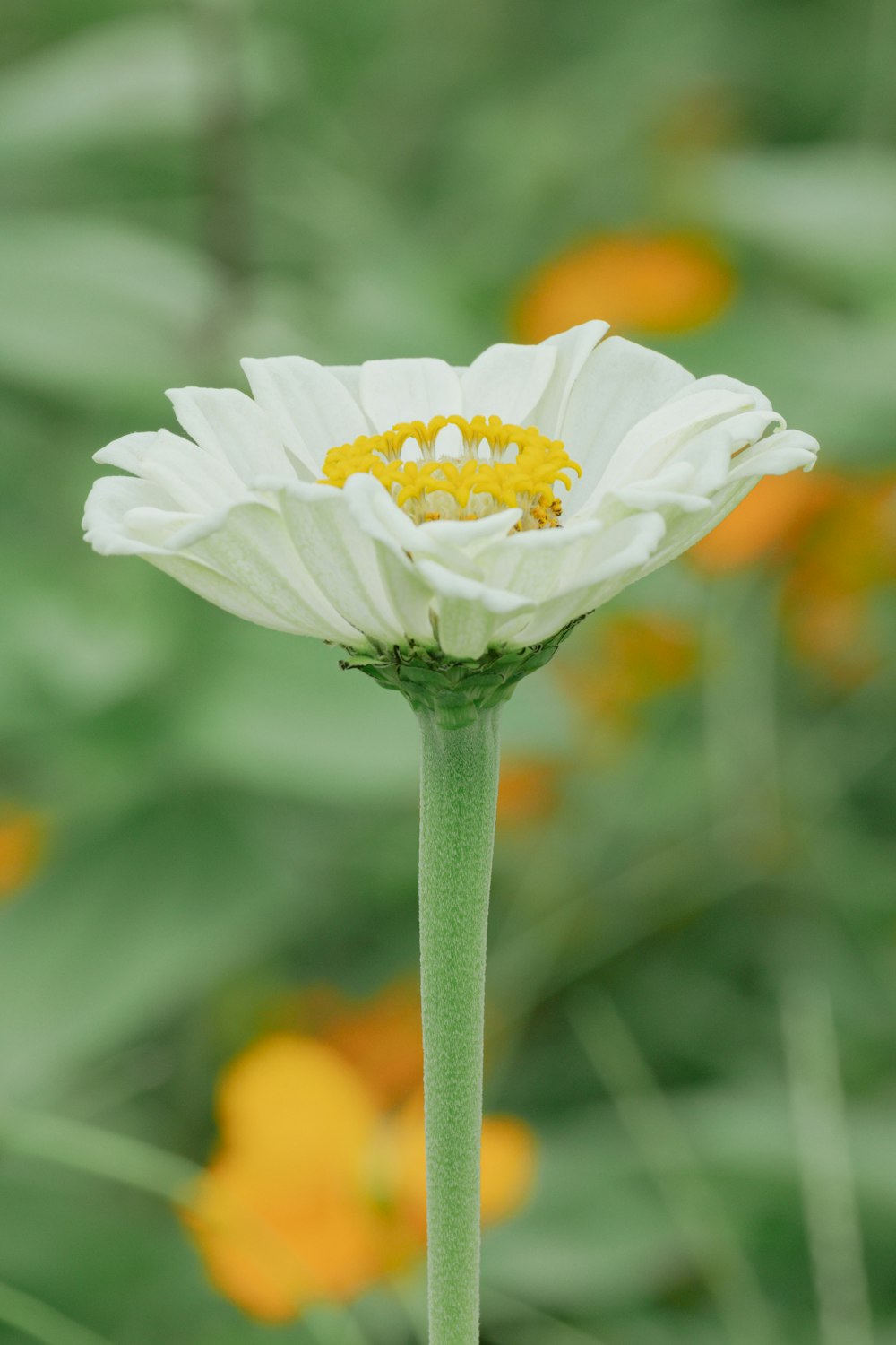 a white flower with a yellow center in a field of flowers