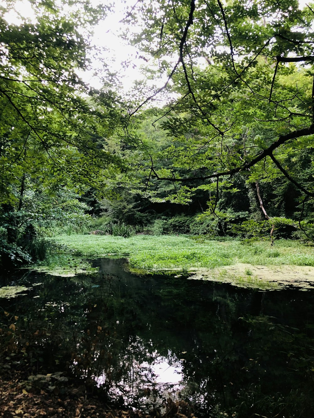 a river running through a lush green forest