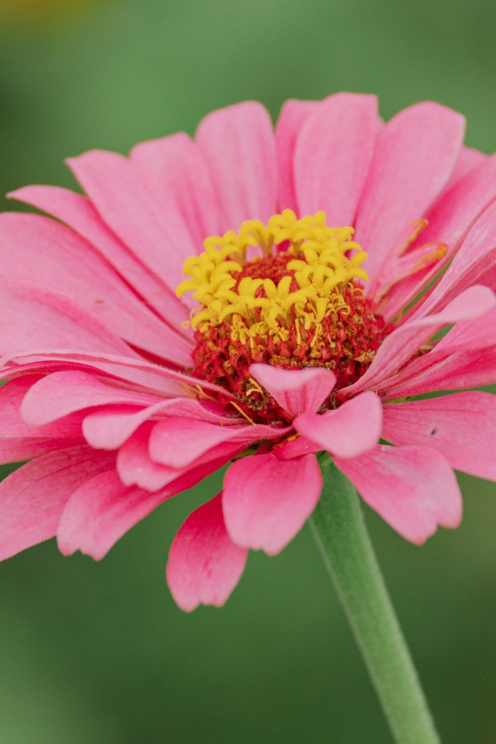 a pink and yellow flower with a green background