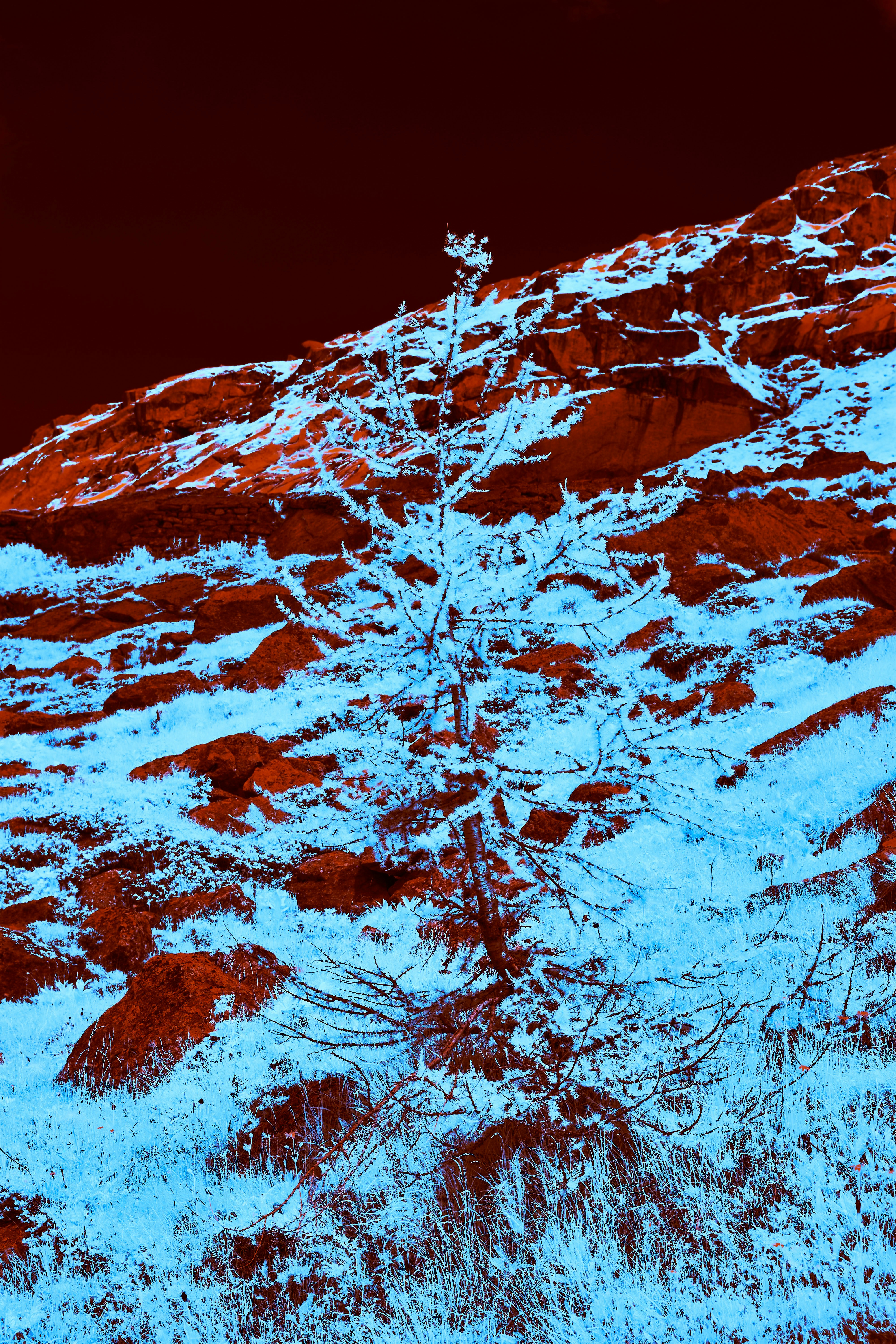 Photo by wolfgang_hasselmann