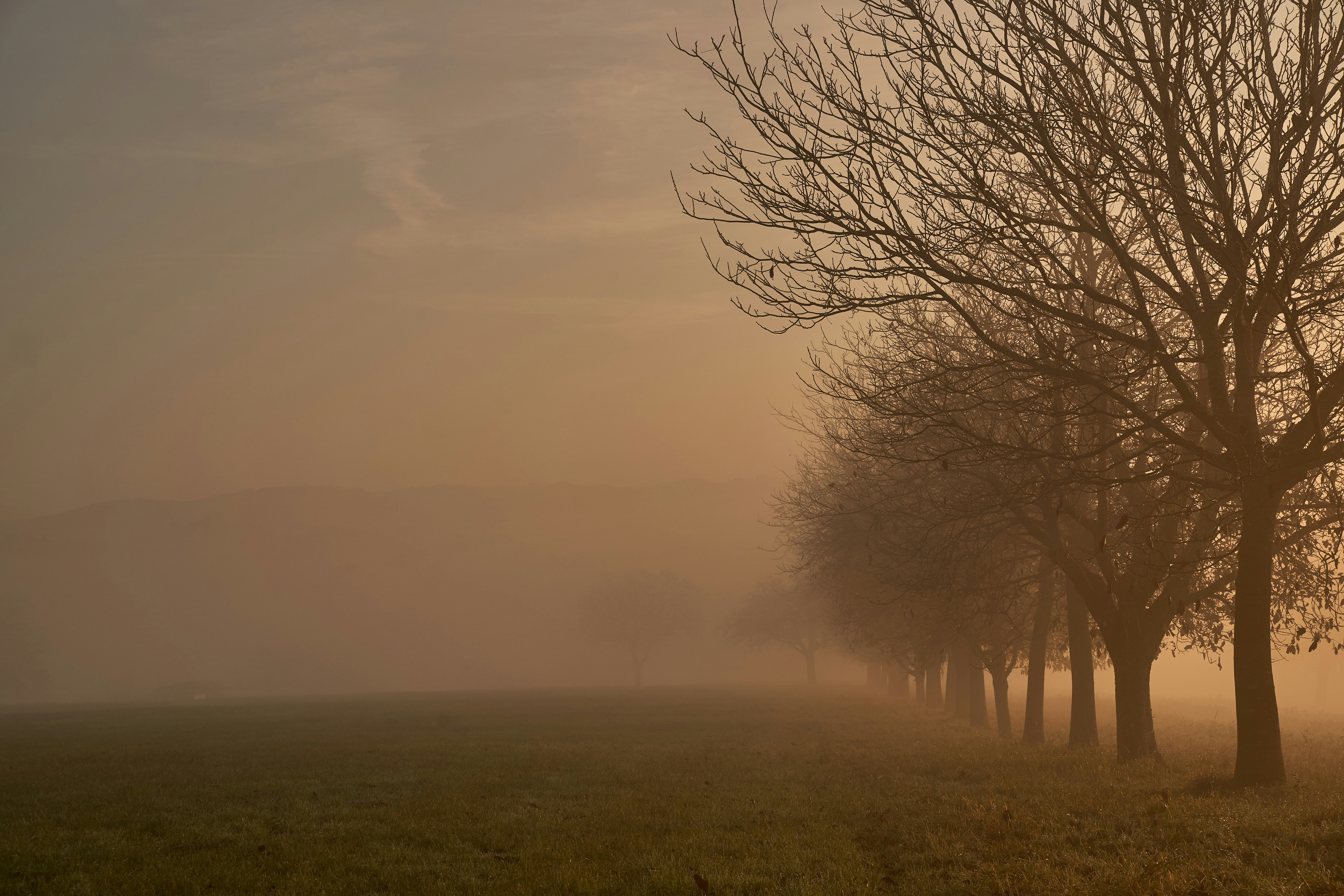 Photo by wolfgang_hasselmann