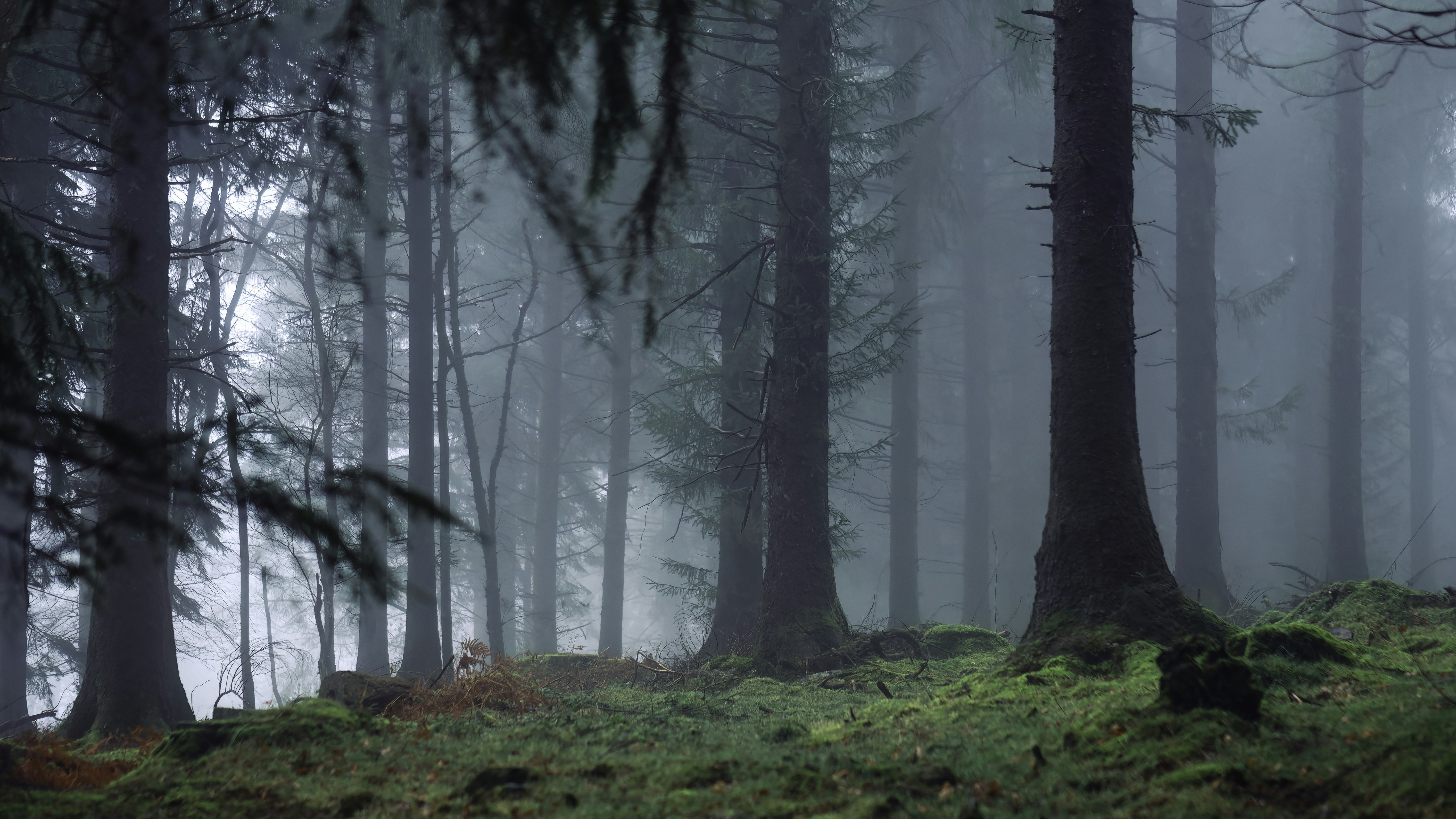 A foggy forest filled with lots of trees photo – Free Mist Image on ...