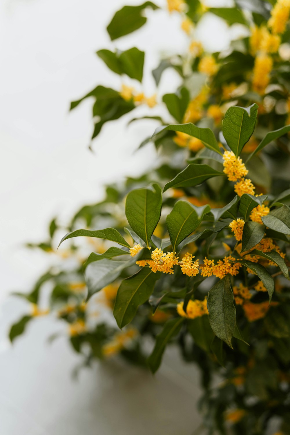 a plant with yellow flowers and green leaves