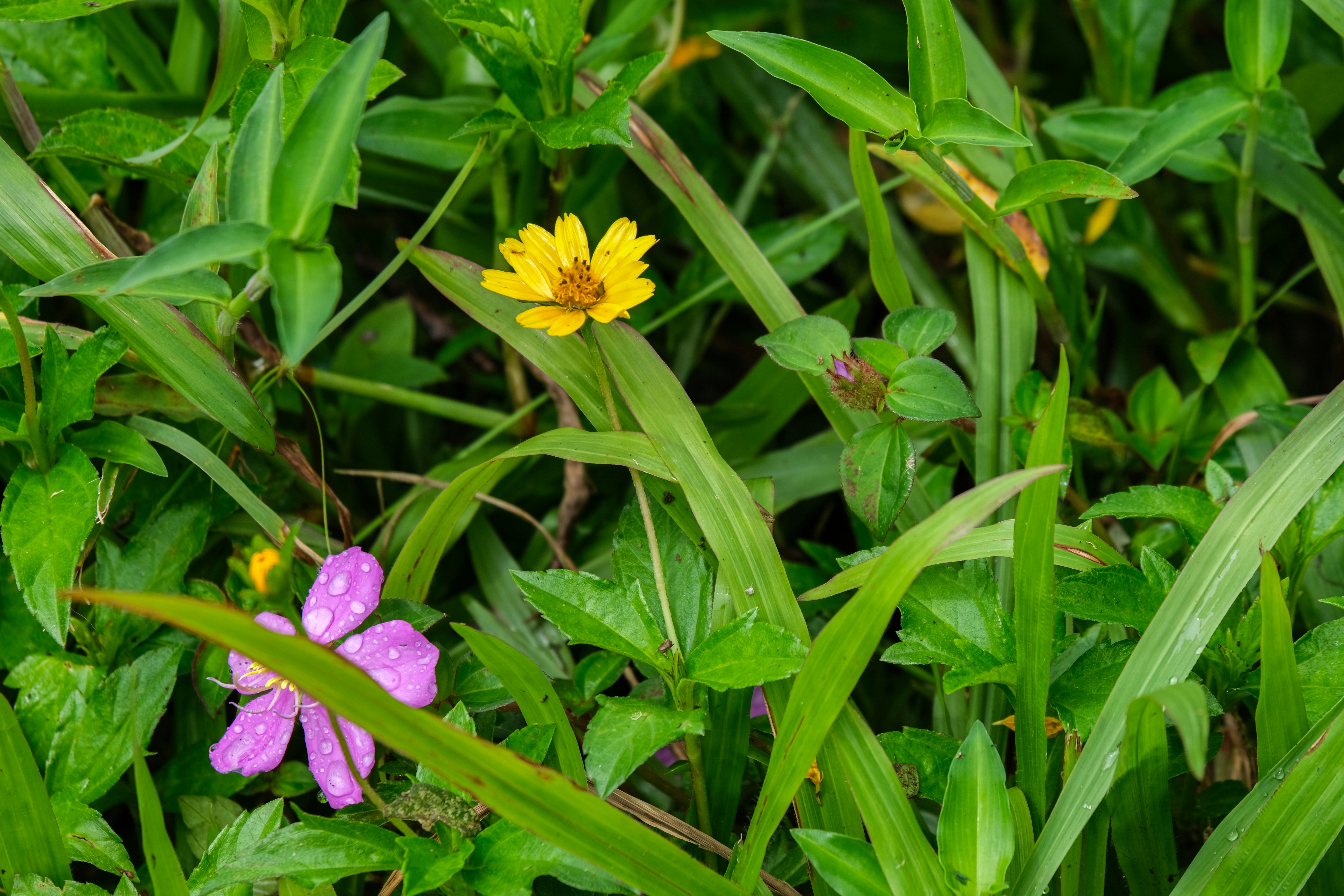 A yellow and purple flower sitting in the grass photo Free Usa Image on Unsplash