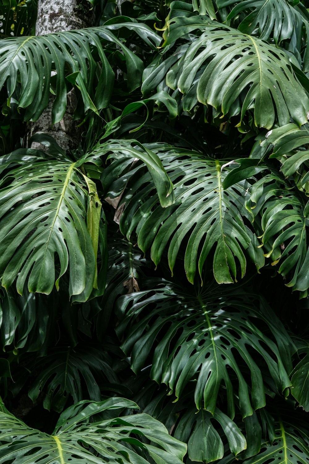 a close up of a tree with lots of green leaves