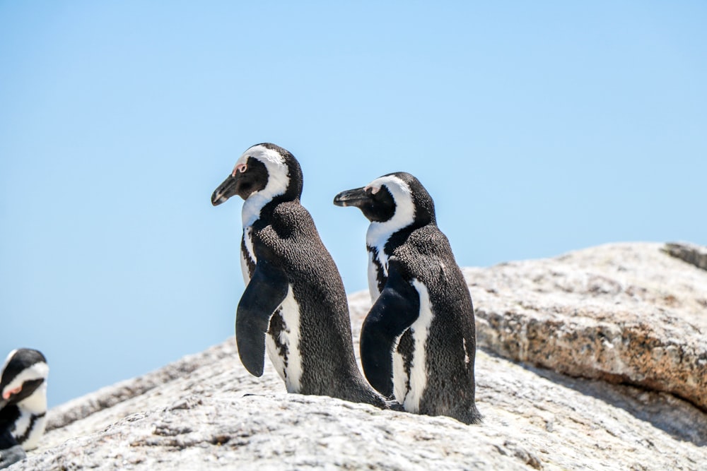 a group of penguins standing on top of a rock