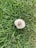 A rural grower inspecting healthy mushroom beds in a well-maintained farm.