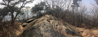 A panoramic photograph of a rugged forested landscape featuring a large rock in the foreground. The scene is dominated by leafless trees, suggesting late autumn or early winter. Sparse undergrowth and a dirt path are visible, with the path meandering through the scene. The sky is overcast, lending a soft, diffused light to the environment.