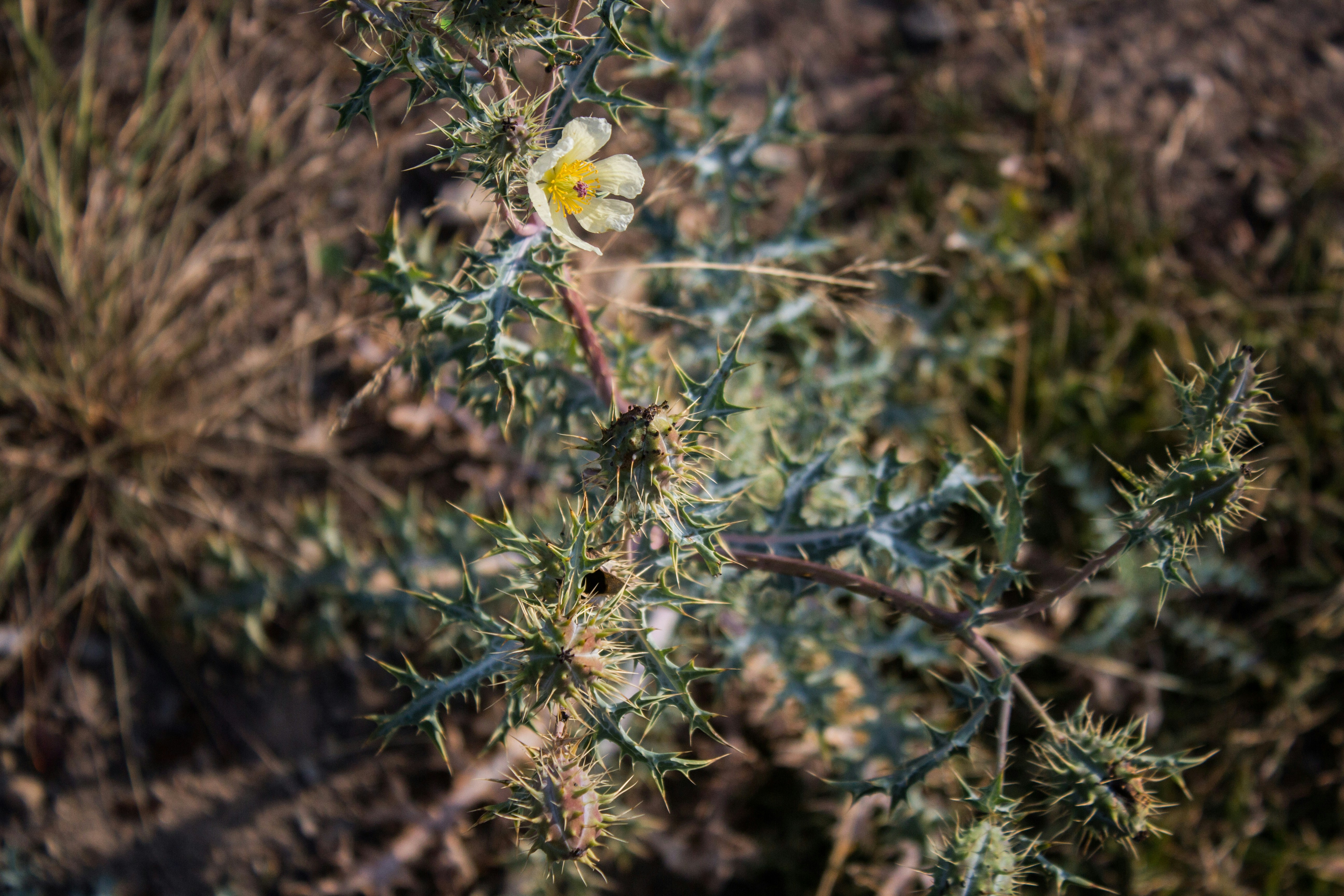 a close up of a flower on a plant