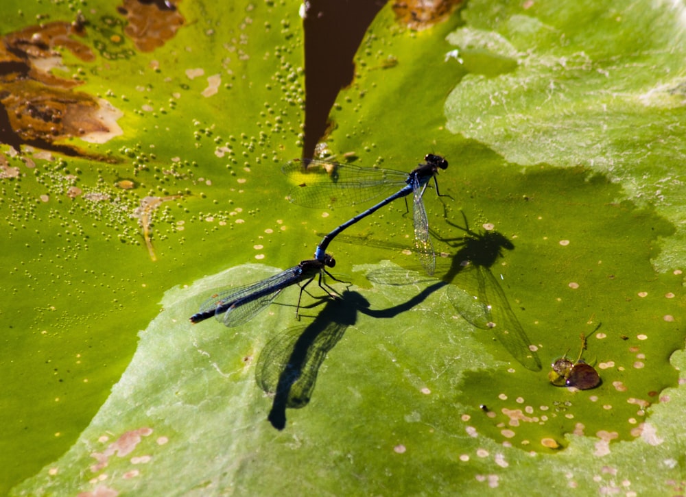 a couple of dragonflies sitting on top of a green leaf