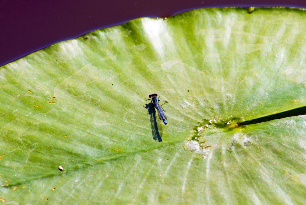 a dragonfly sitting on a large green leaf