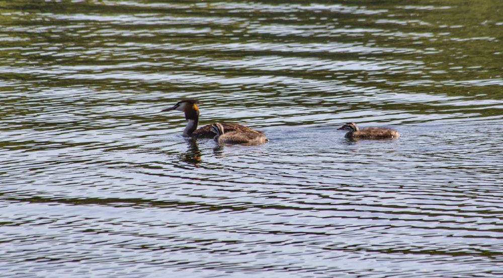 a couple of ducks floating on top of a lake