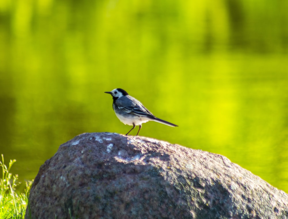 a small bird standing on a rock near a body of water