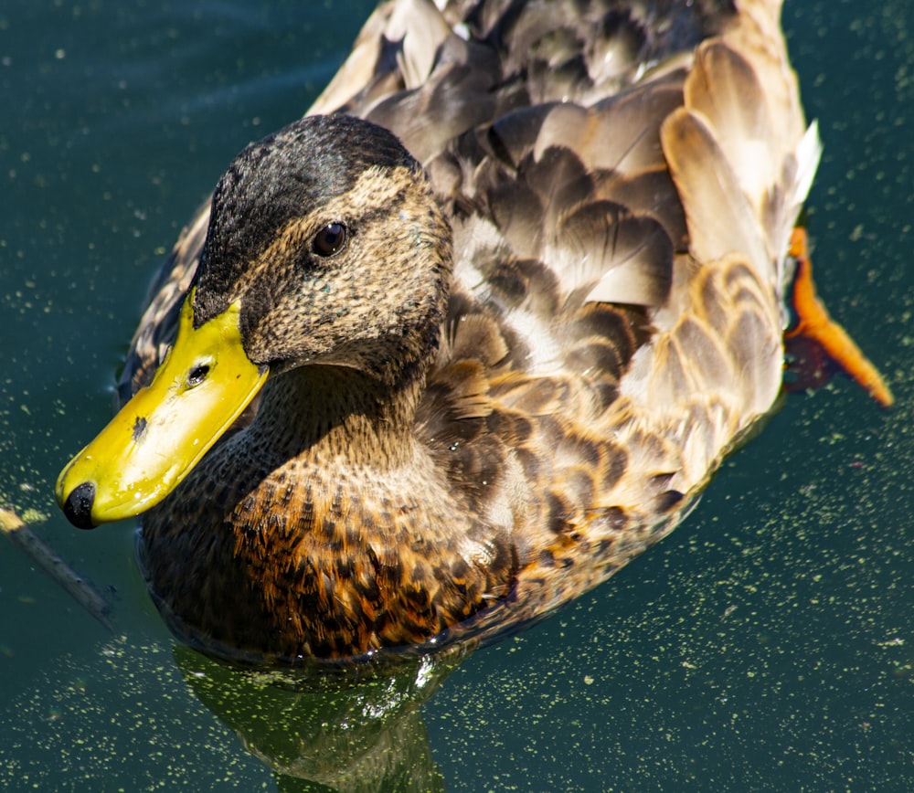 a duck with a yellow beak floating in the water