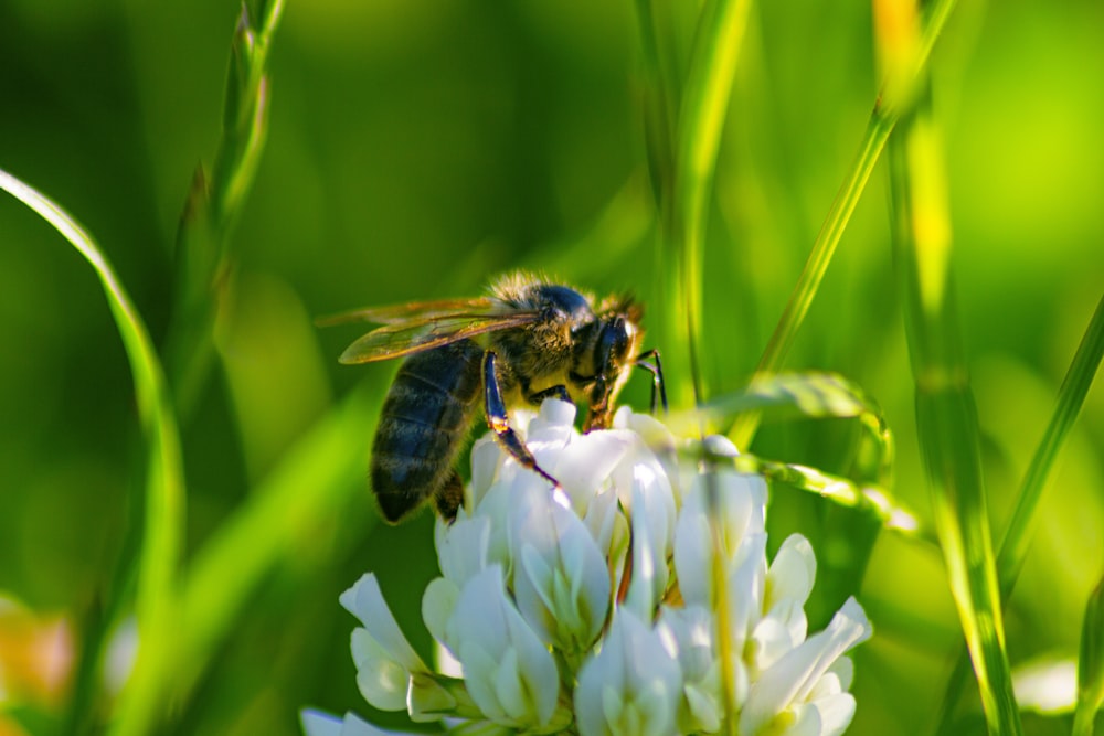 a bee sitting on top of a white flower