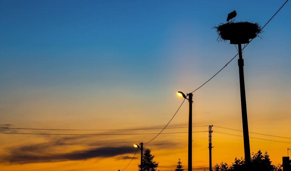 a couple of birds sitting on top of a nest